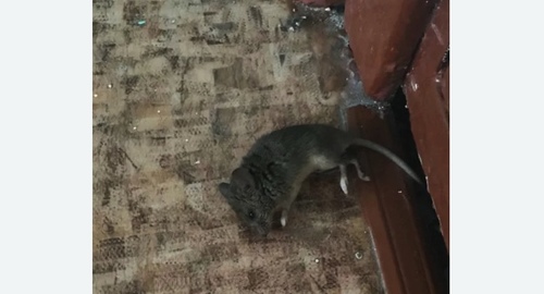 Дезинфекция от мышей в Киселёвске